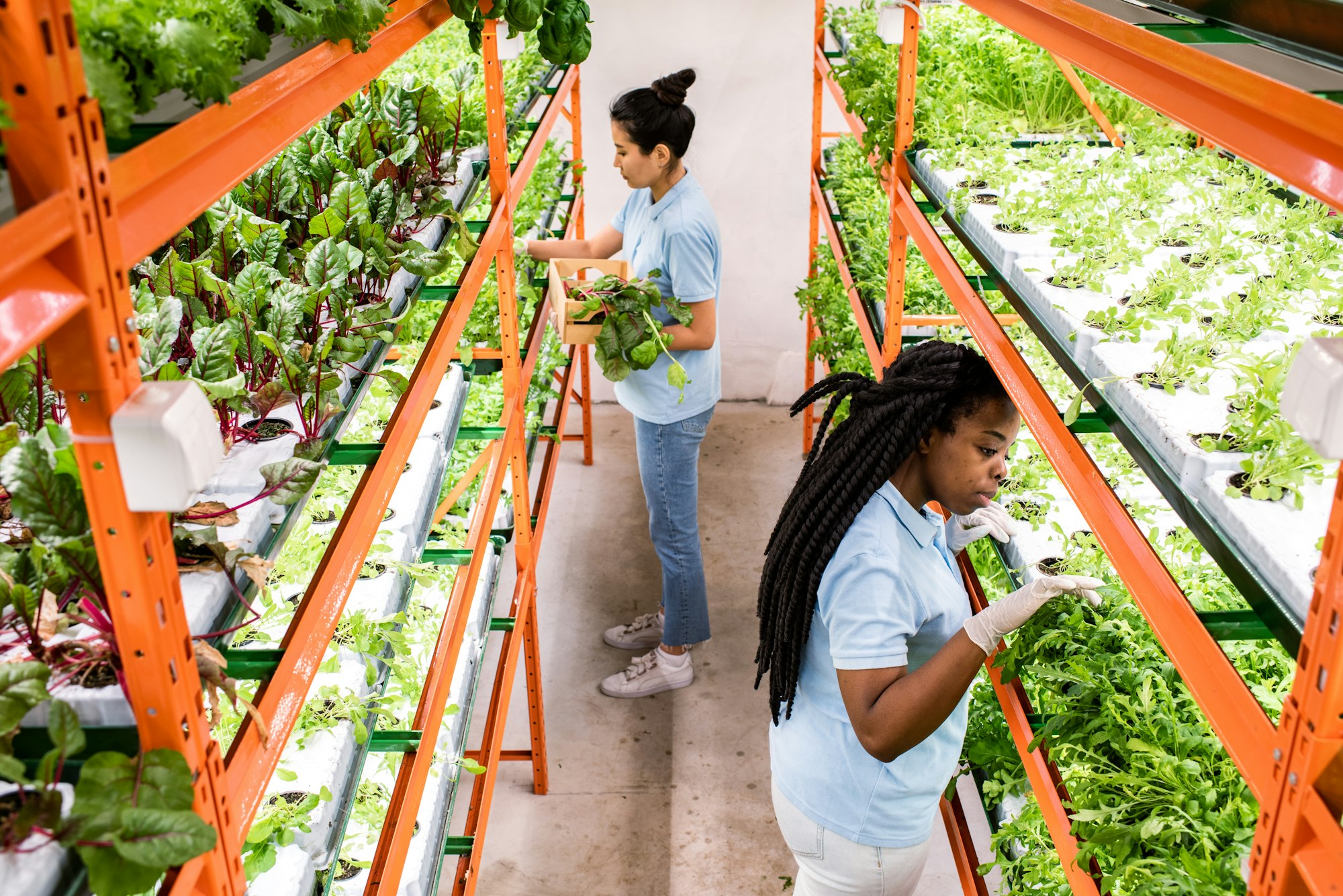 Two intercultural female greenhouse workers making selection of seedlings